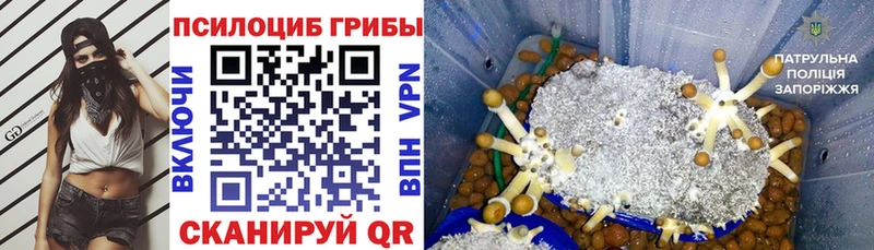 как найти закладки  Киселёвск  Псилоцибиновые грибы Magic Shrooms 