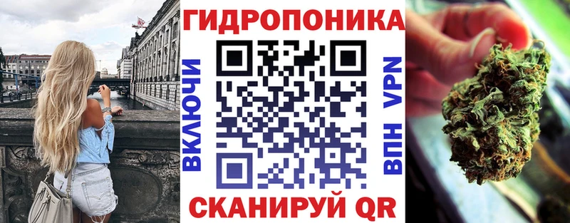 Конопля гибрид Киселёвск